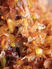 Odontoschisma denudatum