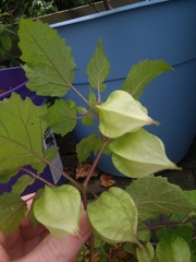 Physalis cordata