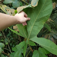 Sterculia macrophylla
