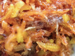 Odontoschisma denudatum