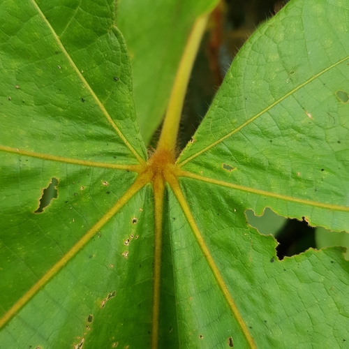 Image of Big-Leaf Sterculia (Sterculia macrophylla) by (c) pbsg, some rights reserved (CC BY)