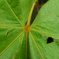 Sterculia macrophylla