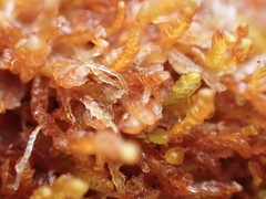 Odontoschisma denudatum