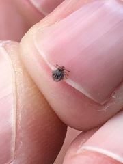 Ixodidae