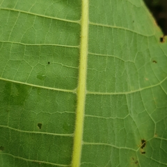 Sterculia macrophylla