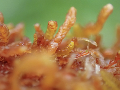 Odontoschisma denudatum