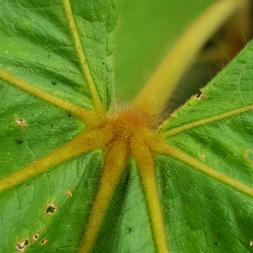 Image of Big-Leaf Sterculia (Sterculia macrophylla) by (c) pbsg, some rights reserved (CC BY)