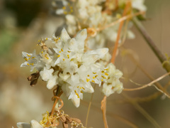 Cuscuta umbellata