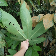 Sterculia macrophylla
