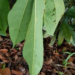 Sterculia macrophylla