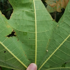 Sterculia macrophylla