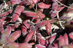 Crassula pubescens