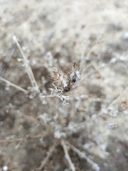 Centaurea melitensis