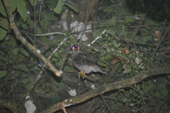 Ninox scutulata
