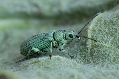 Phyllobius maculicornis