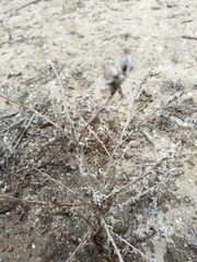 Centaurea melitensis