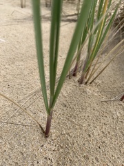 Thinopyrum distichum