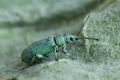 Phyllobius maculicornis