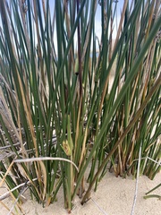 Thinopyrum distichum