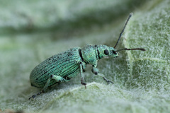 Phyllobius maculicornis