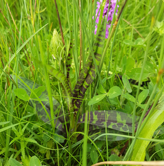 Dactylorhiza