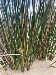 Thinopyrum distichum
