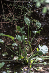 Alisma lanceolatum