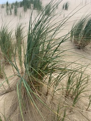 Thinopyrum distichum