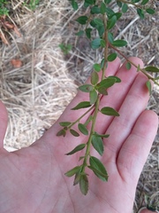 Ilex vomitoria