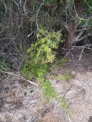 Asparagus aethiopicus