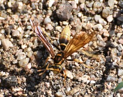 Polistes comanchus