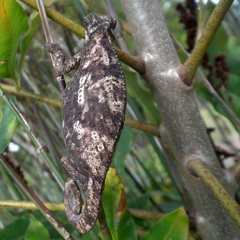 Bradypodion damaranum