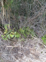 Asparagus aethiopicus