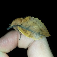 Gastropacha quercifolia