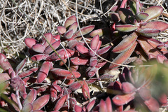 Crassula pubescens