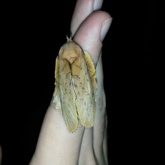 Gastropacha quercifolia