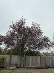 Prunus cerasifera