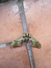 Adhemarius blanchardorum