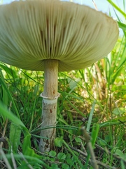 Macrolepiota mastoidea
