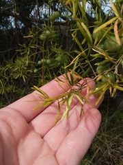 Asparagus aethiopicus
