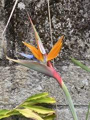 Strelitzia reginae