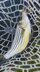 Morone mississippiensis