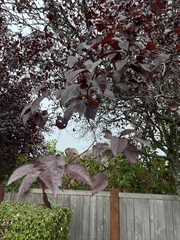 Prunus cerasifera