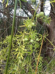 Asparagus aethiopicus