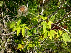 Clematis alpina sibirica
