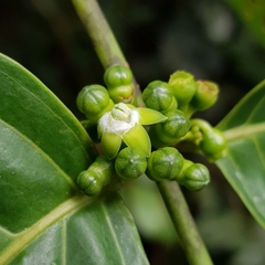Canthiumera robusta