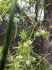 Asparagus aethiopicus