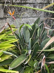 Strelitzia reginae