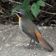 Cossypha caffra caffra