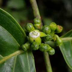 Canthiumera robusta